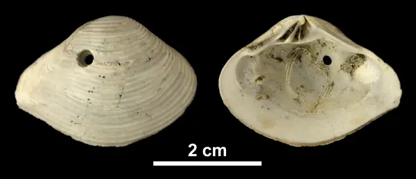 Eucrassatella kauffmani