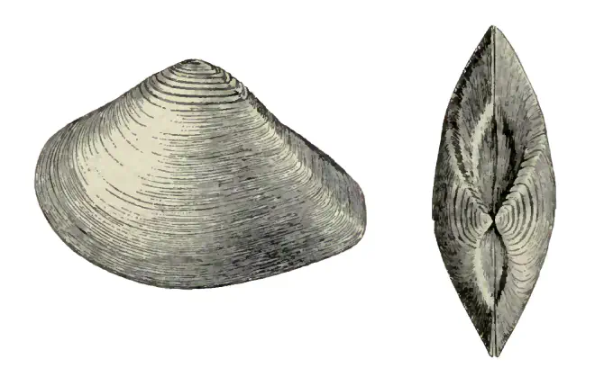 Specimen of Eucrassatella meridionalis figured by Dall (1900, pl. 37, fig. 6 and 13); 69 mm in length.