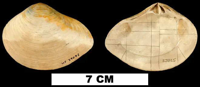 Eucrassatella meridionalis from the Late Pliocene Jackson Bluff Fm. of Liberty County, Florida (UF 79092).