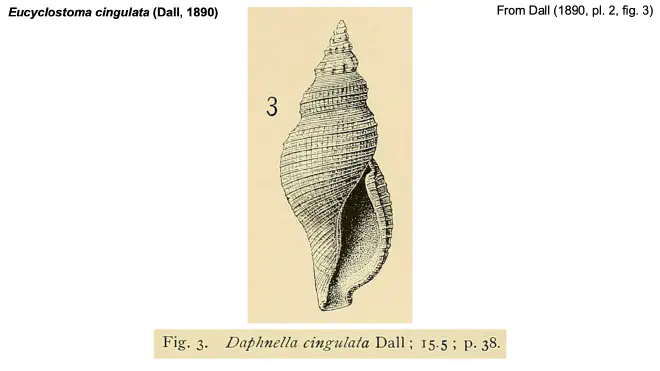 Illustration of Eucyclostoma cingulata from Dall (1890).