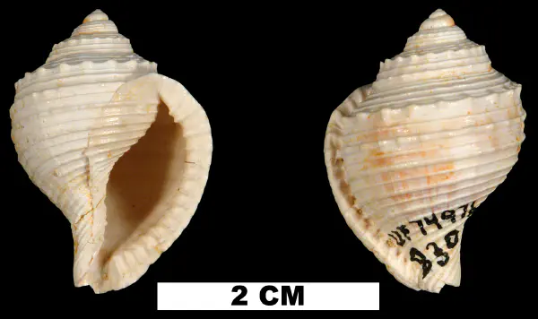 Eudolium subfasciatum