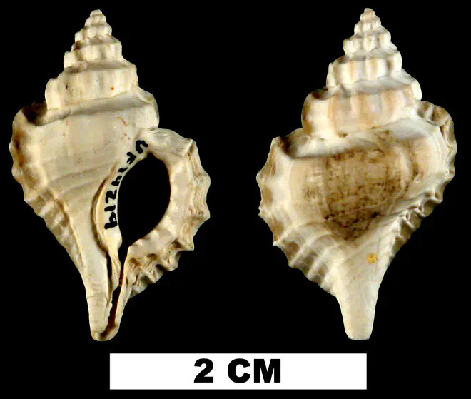 Eupleura calusa from the Early Pleistocene Caloosahatchee Fm. of Hendry County, Florida (UF 14219).