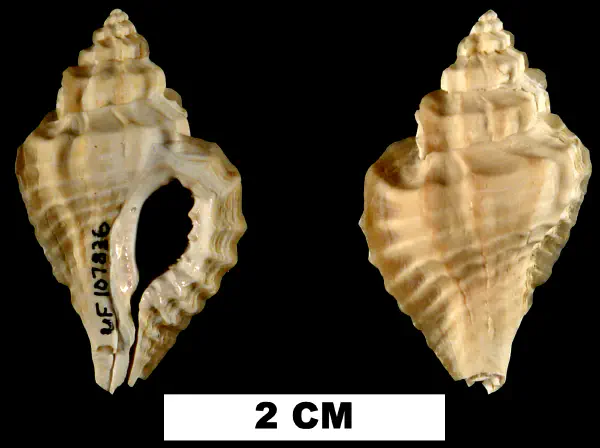 Eupleura caudata