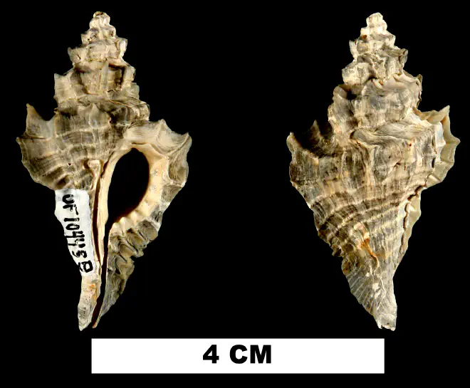 Eupleura leonensis from the Late Pliocene Tamiami Fm. (Pinecrest Beds) of Manatee County, Florida (UF 104458).