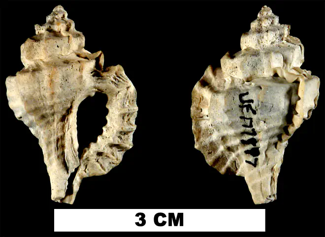 Eupleura metae from the Late Pliocene Tamiami Fm. (Pinecrest Beds) of Sarasota County, Florida (UF 177597).