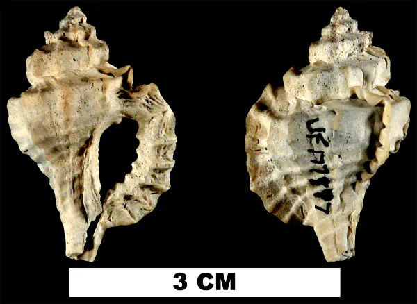 Eupleura metae
