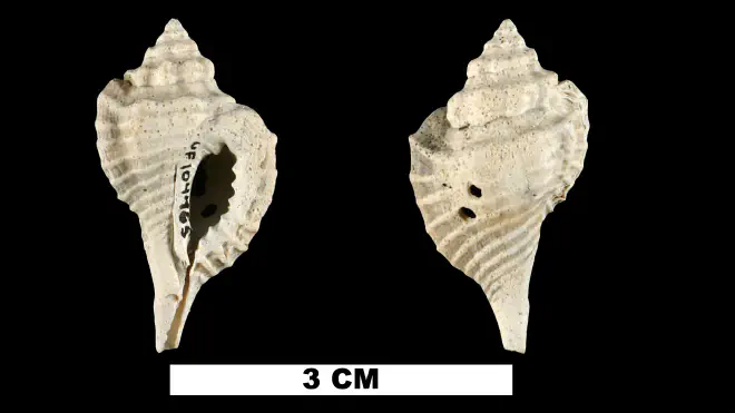 Photograph of a specimen of Eupleura miocenica