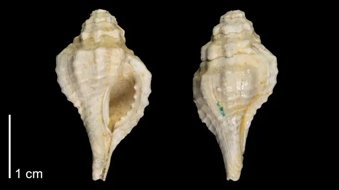 Photograph of holotype specimen of Eupleura miocenica