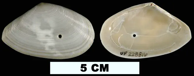Eurytellina alternata from the Early Pleistocene Caloosahatchee Fm. of Palm Beach County, Florida (UF 228816).
