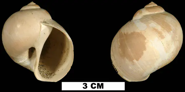 Euspira sayana