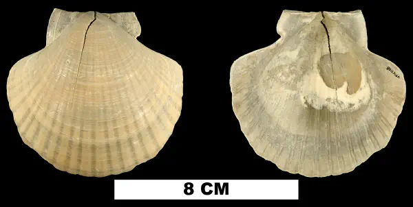Euvola hemicyclica