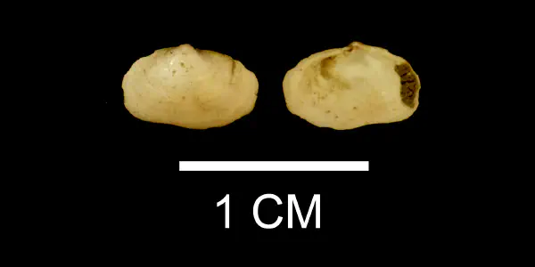 Fabella constricta