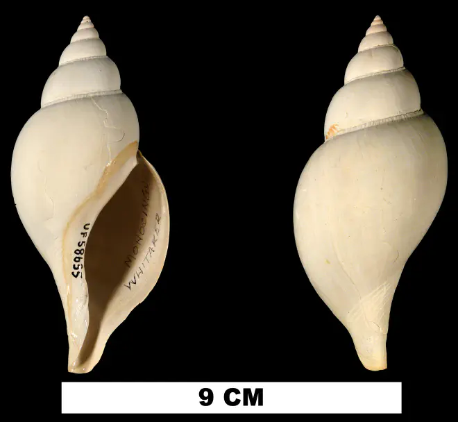 Fasciolaria monocingulata from the Early Pleistocene Caloosahatchee Fm. of Hendry County, Florida (UF 58635).