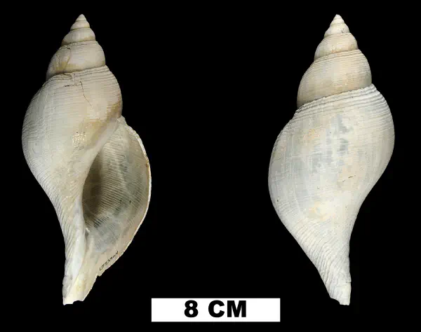 Fasciolaria okeechobensis