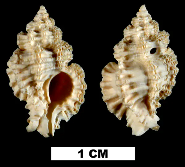 Favartia cellulosa