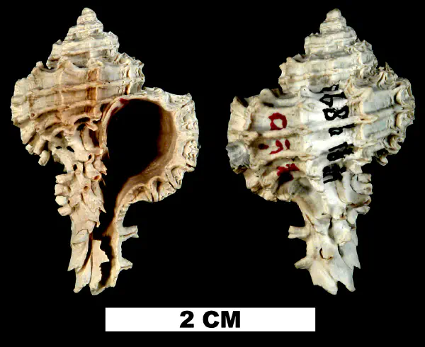 Favartia faceta