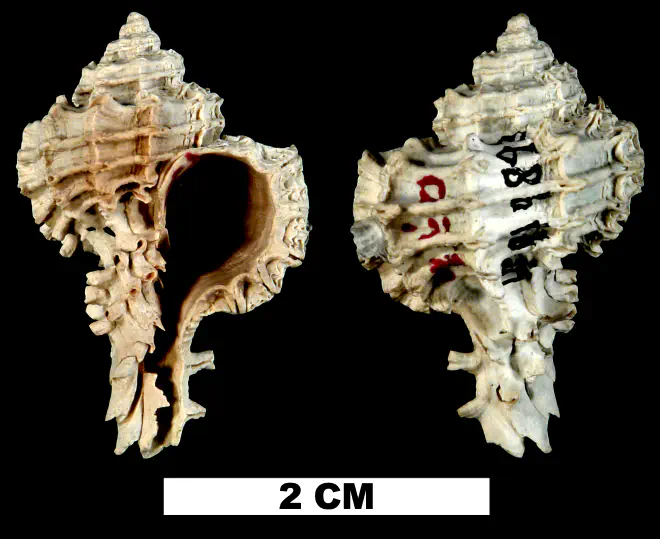 Favartia faceta from the Late Pliocene Tamiami Fm. (Pinecrest Beds) of Okeechobee County, Florida (UF 119893).