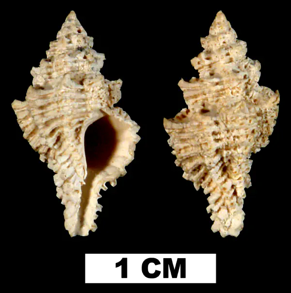 Favartia glypta