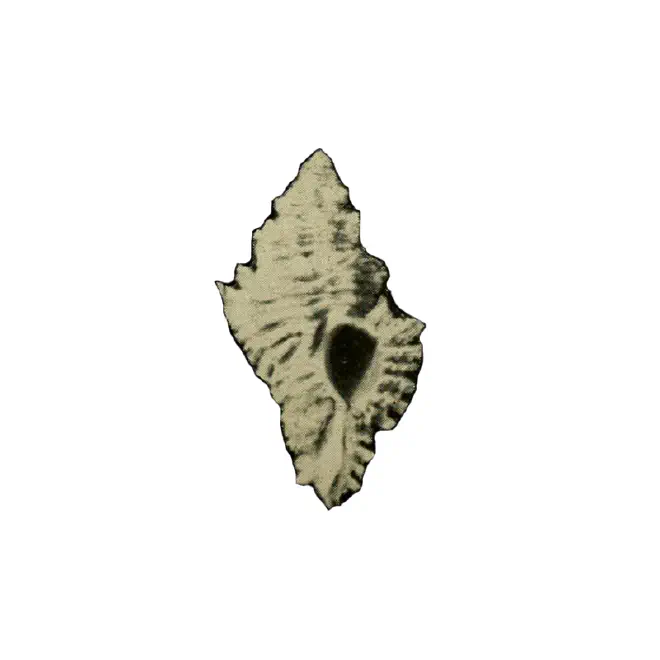 Specimen of Favartia glypta figured by M. Smith (1938, pl. 6, fig. 10).