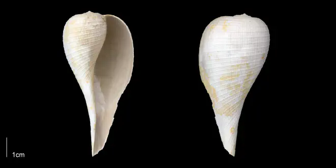 Ficus ficus from the Early Pleistocene Tamiami Fm. (Pinecrest Beds) of Sarasota County, Florida (PRI 70068).