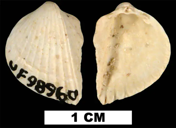 Fragum tunicula