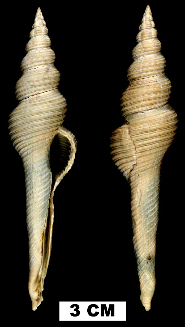Fusinus watermani
