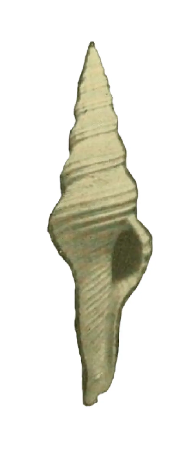 Specimen of Fusinus watermani figured by Smith (1936, pl. 9, fig. 16); 50 mm.