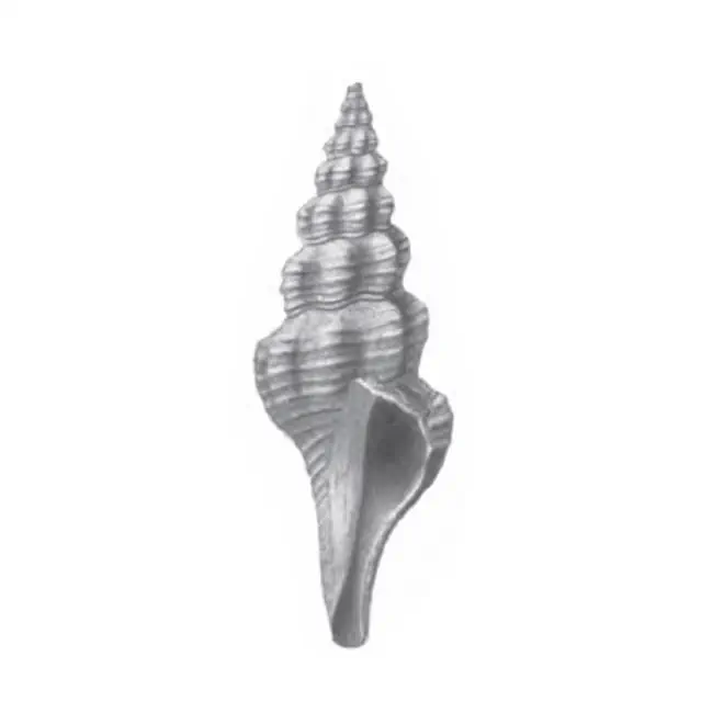 Specimen of Fusiturricula paraservata figured by Gardner (1938, pl. 38, fig. 30); 27.8 mm in length.