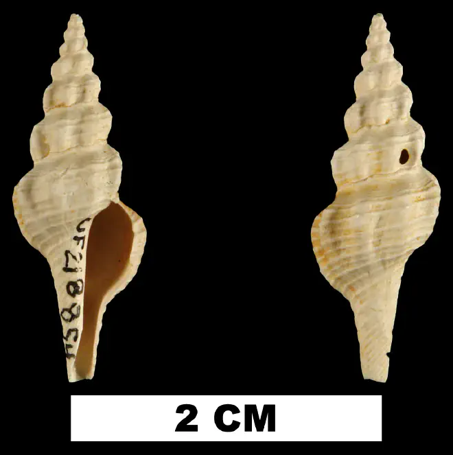 Fusiturricula paraservata from the Early Miocene Chipola Fm. of Calhoun County, Florida (UF 218854).