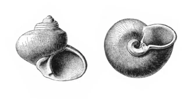 Specimen of Gelasinostoma elegantula figured by Dall (1892, pl. 19, fig. 3 and 4); 4.25 and 4.5 mm in length, respectively.