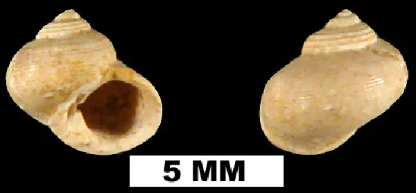Gelasinostoma elegantula