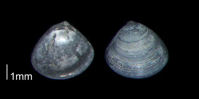 Gemma magna from the Early Pleistocene Waccamaw Fm. of Brunswick County, North Carolina (PRI 70468).