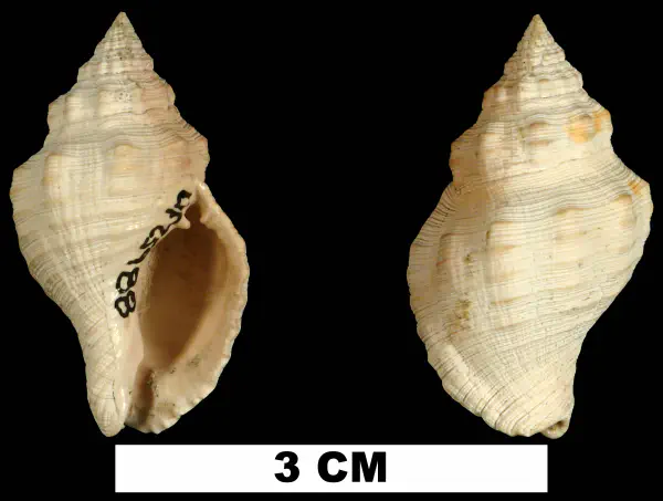 Gemophos auritulus