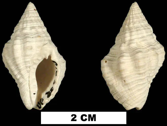 Gemophos tinctus from the Middle Pleistocene Bermont Fm. of Palm Beach County, Florida (UF 200615).
