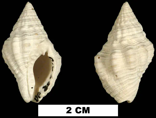 Gemophos tinctus