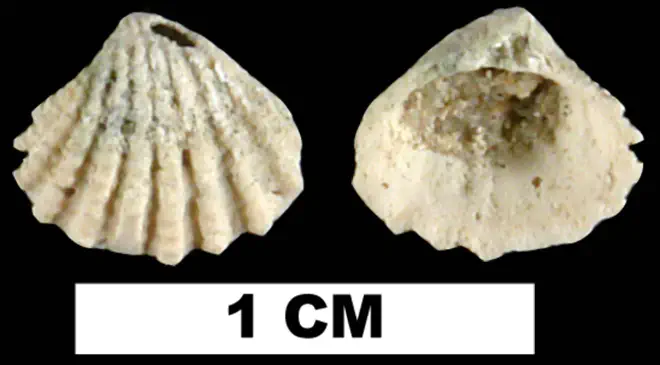 Glans dominguensis from the Late Pleistocene Fort Thompson Fm. of Hendry County, Florida (UF 191379).