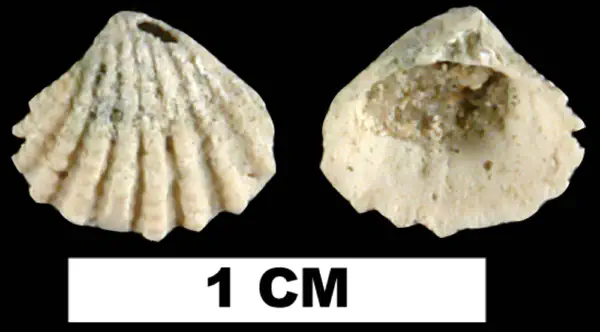Glans dominguensis