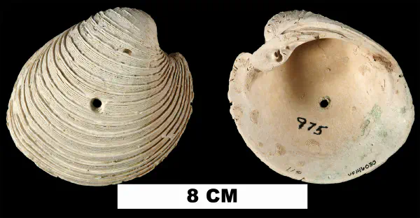 Globivenus rigida