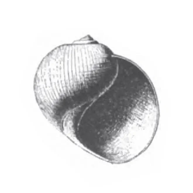 Specimen of Globularia fischeri figured by Dall (1892, pl. 22, fig. 36); 33.0 mm in length.