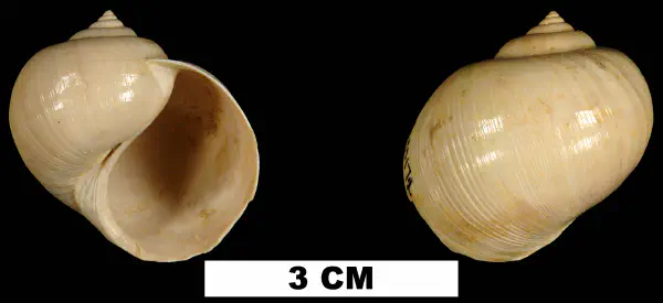 Globularia fischeri