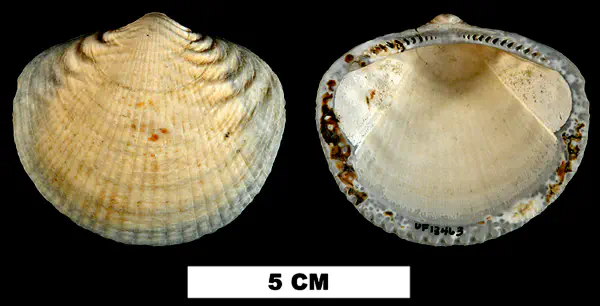 Glycymeris aberrans