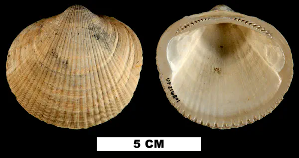 Glycymeris americana