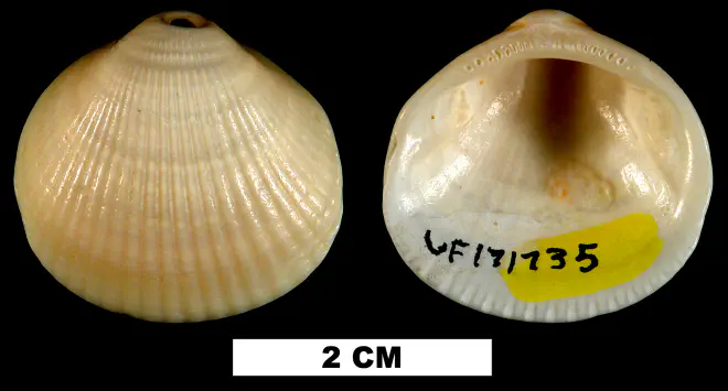 Glycymeris decussata from the Late Pleistocene Anastasia Fm. of Brevard County, Florida (UF 171735).