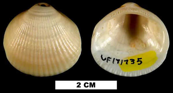 Glycymeris decussata