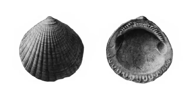 Specimen of Glycymeris drymanos figured by Gardner (1926, pl. 9, fig. 1 and 2); 38.2 and 38.5 mm in length, respectively.
