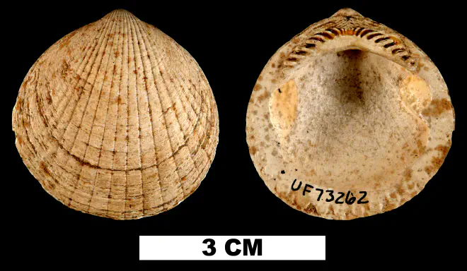 Glycymeris drymanos from the Early Miocene Oak Grove Sand of Okaloosa County, Florida (UF 73262).