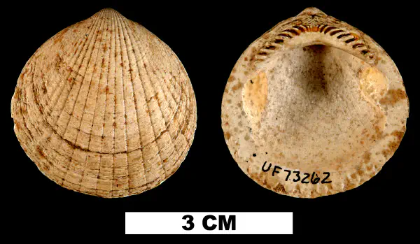 Glycymeris drymanos