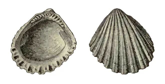Specimen of Glycymeris duplinensis figured by Dall (1898, pl. 34, fig. 6 and 7); 10.0 mm in length.
