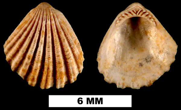 Glycymeris duplinensis