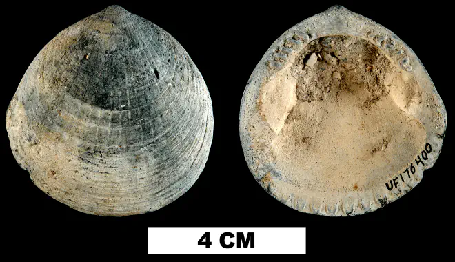 Glycymeris laevis from the Late Pliocene Tamiami Fm. (Pinecrest Beds) of Sarasota County, Florida (UF 176400).